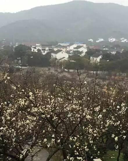 香雪海赏梅