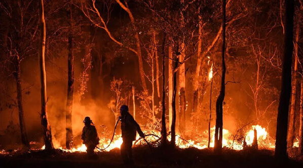澳大利亚大火是因为环保分子不让砍树吗